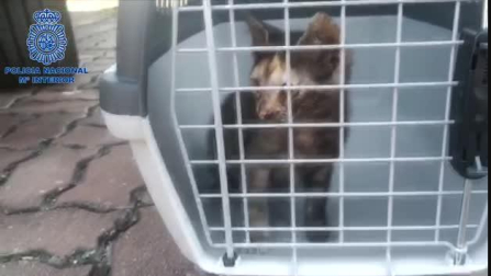 La Policía Nacional salva a un cachorro de gato abandonado