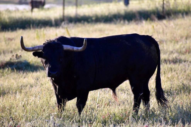 La crisis sanitaria derivada del coronavirus ha provocado la suspensión de los Sanfermines y de su Feria del Toro. Estos son los toros que iban a venir a Pamplona y que no podrán hacerlo este año.