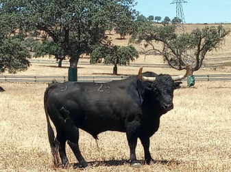 La crisis sanitaria derivada del coronavirus ha provocado la suspensión de los Sanfermines y de su Feria del Toro. Estos son los toros que iban a venir a Pamplona y que no podrán hacerlo este año.