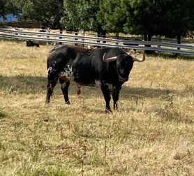 La crisis sanitaria derivada del coronavirus ha provocado la suspensión de los Sanfermines y de su Feria del Toro. Estos son los toros que iban a venir a Pamplona y que no podrán hacerlo este año.
