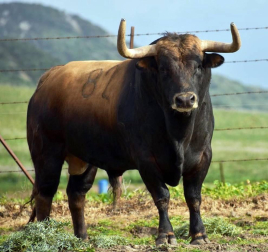 La crisis sanitaria derivada del coronavirus ha provocado la suspensión de los Sanfermines y de su Feria del Toro. Estos son los toros que iban a venir a Pamplona y que no podrán hacerlo este año.