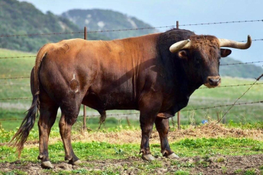 La crisis sanitaria derivada del coronavirus ha provocado la suspensión de los Sanfermines y de su Feria del Toro. Estos son los toros que iban a venir a Pamplona y que no podrán hacerlo este año.