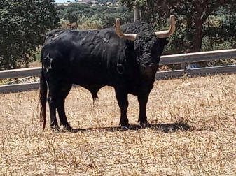 La crisis sanitaria derivada del coronavirus ha provocado la suspensión de los Sanfermines y de su Feria del Toro. Estos son los toros que iban a venir a Pamplona y que no podrán hacerlo este año.