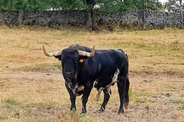 La crisis sanitaria derivada del coronavirus ha provocado la suspensión de los Sanfermines y de su Feria del Toro. Estos son los toros que iban a venir a Pamplona y que no podrán hacerlo este año.