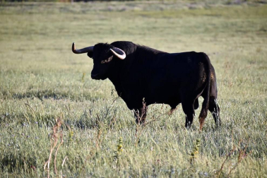 La crisis sanitaria derivada del coronavirus ha provocado la suspensión de los Sanfermines y de su Feria del Toro. Estos son los toros que iban a venir a Pamplona y que no podrán hacerlo este año.