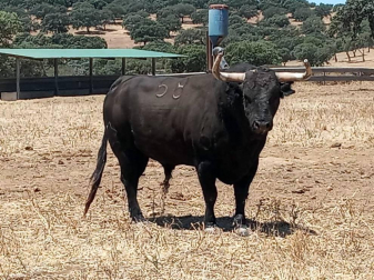 La crisis sanitaria derivada del coronavirus ha provocado la suspensión de los Sanfermines y de su Feria del Toro. Estos son los toros que iban a venir a Pamplona y que no podrán hacerlo este año.