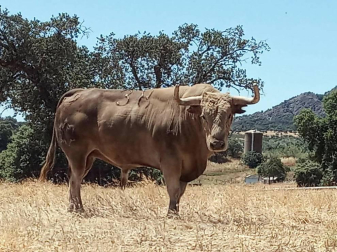 La crisis sanitaria derivada del coronavirus ha provocado la suspensión de los Sanfermines y de su Feria del Toro. Estos son los toros que iban a venir a Pamplona y que no podrán hacerlo este año.