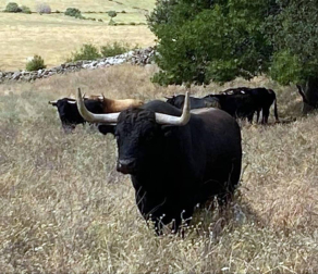 La crisis sanitaria derivada del coronavirus ha provocado la suspensión de los Sanfermines y de su Feria del Toro. Estos son los toros que iban a venir a Pamplona y que no podrán hacerlo este año.