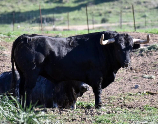 La crisis sanitaria derivada del coronavirus ha provocado la suspensión de los Sanfermines y de su Feria del Toro. Estos son los toros que iban a venir a Pamplona y que no podrán hacerlo este año.