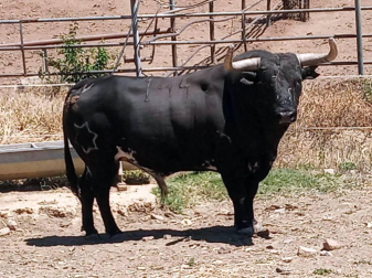 La crisis sanitaria derivada del coronavirus ha provocado la suspensión de los Sanfermines y de su Feria del Toro. Estos son los toros que iban a venir a Pamplona y que no podrán hacerlo este año.