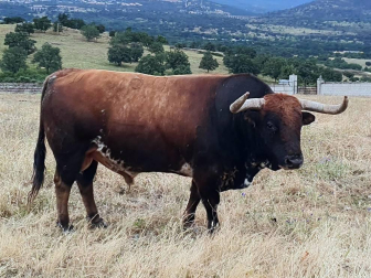 La crisis sanitaria derivada del coronavirus ha provocado la suspensión de los Sanfermines y de su Feria del Toro. Estos son los toros que iban a venir a Pamplona y que no podrán hacerlo este año.