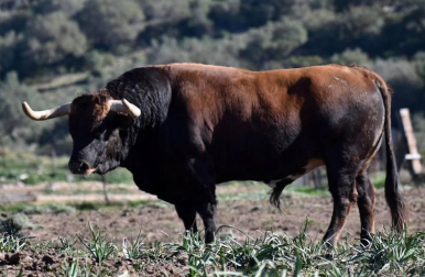 La crisis sanitaria derivada del coronavirus ha provocado la suspensión de los Sanfermines y de su Feria del Toro. Estos son los toros que iban a venir a Pamplona y que no podrán hacerlo este año.