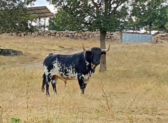 La crisis sanitaria derivada del coronavirus ha provocado la suspensión de los Sanfermines y de su Feria del Toro. Estos son los toros que iban a venir a Pamplona y que no podrán hacerlo este año.