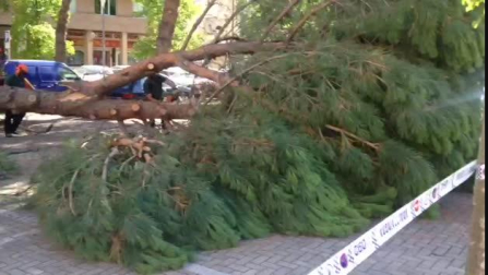 Caída de un pino en Paseo de Nájera