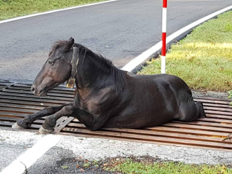 Tras el rescate, el animal pudo caminar sin problemas a pesar de las heridas