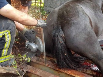 Tras el rescate, el animal pudo caminar sin problemas a pesar de las heridas