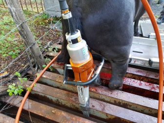 Tras el rescate, el animal pudo caminar sin problemas a pesar de las heridas