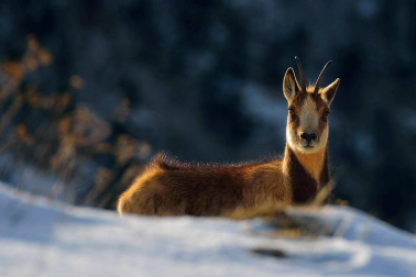 La obra del pamplonés Iñaki Larrea Rastrilla es un canto de amor por los animales y las montañas.