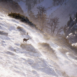La obra del pamplonés Iñaki Larrea Rastrilla es un canto de amor por los animales y las montañas.