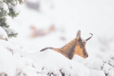 La obra del pamplonés Iñaki Larrea Rastrilla es un canto de amor por los animales y las montañas.