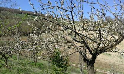 Se vende Finca de recreo de 7.500 m2