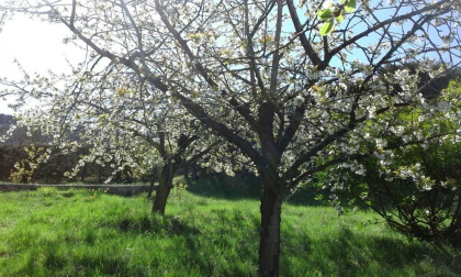 Se vende Finca de recreo de 7.500 m2