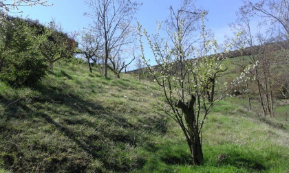 Se vende Finca de recreo de 7.500 m2