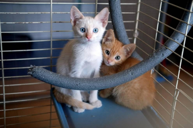 Fotos de algunos de los gatos que actualmente se encuentran en la Fundación Protectora de Animales de Pamplona, principales víctimas de la realidad del abandono y del maltrato, que generalmente se agudiza durante el mes de julio.