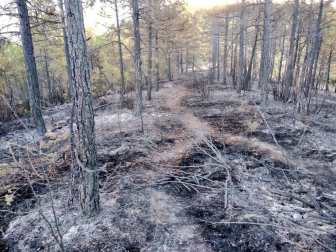 Aspecto del terreno afectado por el incendio de Lónguida.
