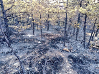 Aspecto del terreno afectado por el incendio de Lónguida.