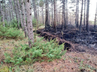 Aspecto del terreno afectado por el incendio de Lónguida.