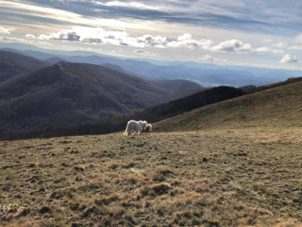 Fotos enviadas por los lectores durante el otoño de 2020.