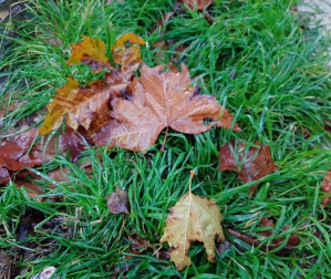 Fotos enviadas por los lectores durante el otoño de 2020.