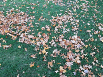 Fotos enviadas por los lectores durante el otoño de 2020.