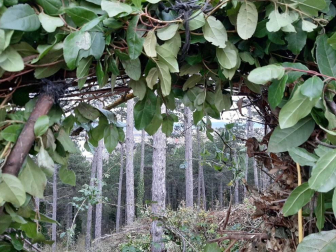 Fotos enviadas por los lectores durante el otoño de 2020.