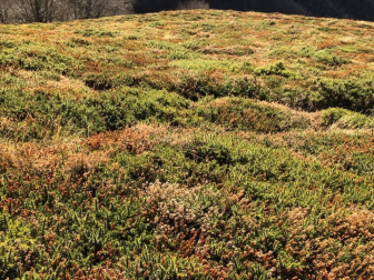Fotos enviadas por los lectores durante el otoño de 2020.