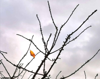 Fotos enviadas por los lectores durante el otoño de 2020.
