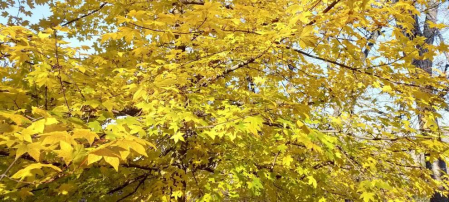 Fotos enviadas por los lectores durante el otoño de 2020.