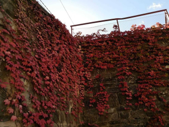 Fotos enviadas por los lectores durante el otoño de 2020.