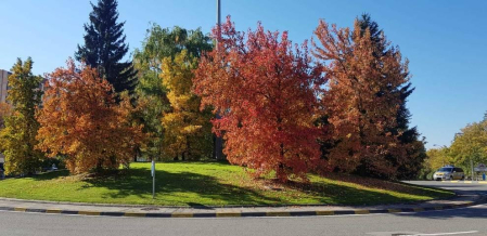 Fotos enviadas por los lectores durante el otoño de 2020.