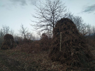 Fotos enviadas por los lectores durante el otoño de 2020.