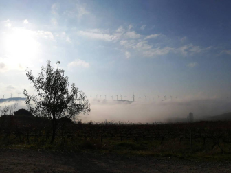 Fotos enviadas por los lectores durante el otoño de 2020.