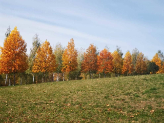 Fotos enviadas por los lectores durante el otoño de 2020.