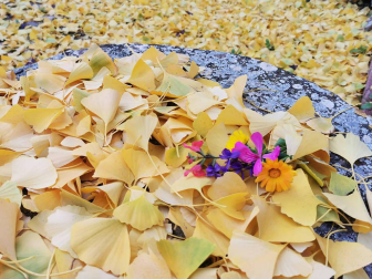 Fotos enviadas por los lectores durante el otoño de 2020.
