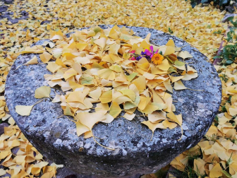 Fotos enviadas por los lectores durante el otoño de 2020.
