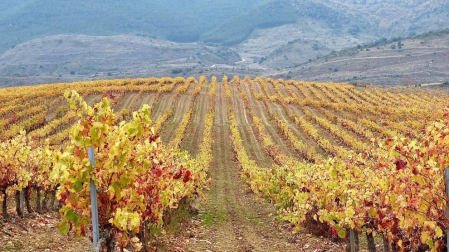 Fotos enviadas por los lectores durante el otoño de 2020.