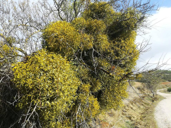 Fotos enviadas por los lectores durante el otoño de 2020.