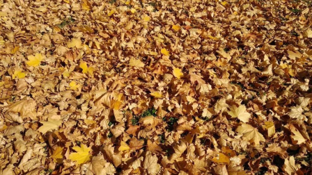 Fotos enviadas por los lectores durante el otoño de 2020.