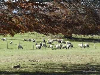 Fotos enviadas por los lectores durante el otoño de 2020.
