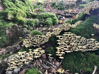 Fotos enviadas por los lectores durante el otoño de 2020.